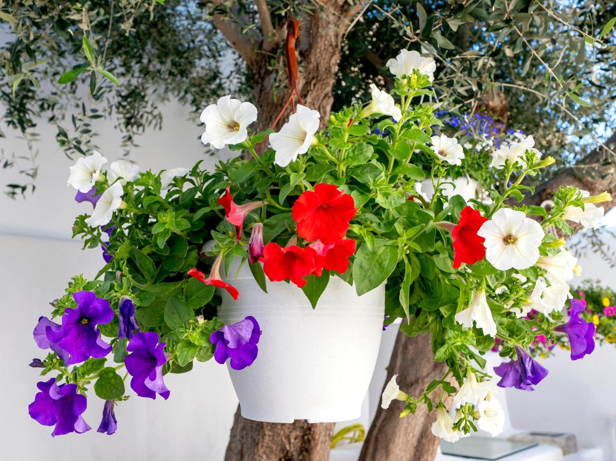 Villa Del Capo Suites Rhodes City Luaran gambar
